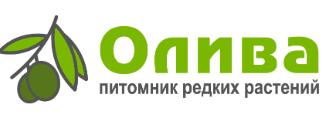 Олива